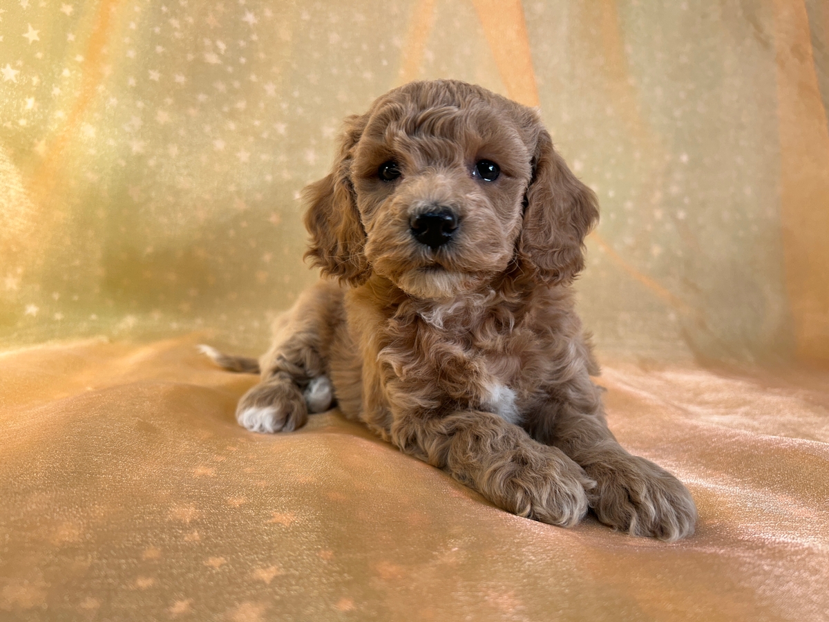 Female Bichon Poo Puppy for Sale DOB 11-17-2025 $950